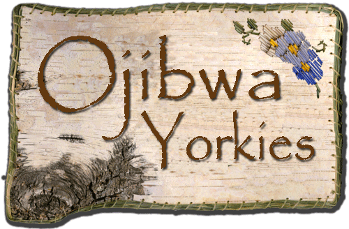 Ojibwa Yorkies
